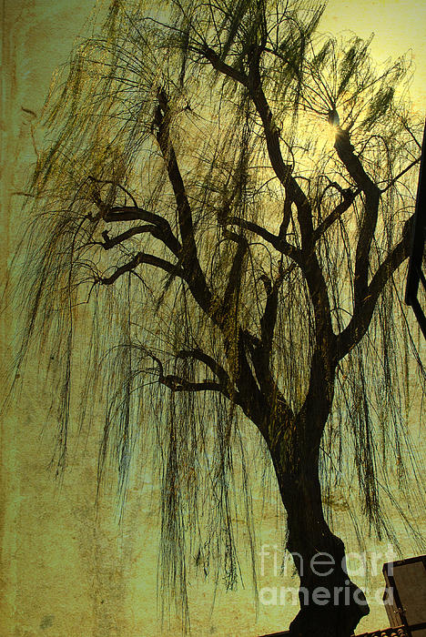 The Willow Tree Photograph