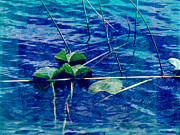 Poster / Fine Art Print Poster / Fine Art Print